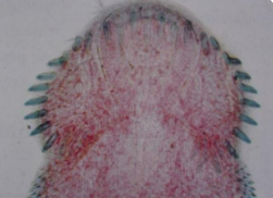 <p><em>Echinostoma </em>spp</p>