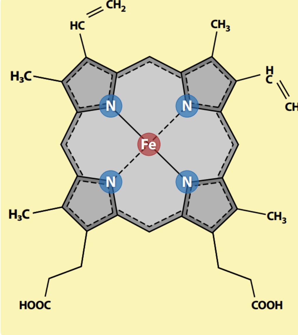 <ul><li><p>molecule that helps carry oxygen. because oxygen is poorly soluble and can’t be carried throughout long distances, evolution drove heme to carry oxygen</p><ul><li><p>Its <span style="color: red;">protoporphyrin ring </span>binds Fe²⁺, and Fe²⁺ binds oxygen</p></li><li><p>nitrogens stabilizes iron</p></li><li><p>Fe²⁺ is not stable in free heme, so proteins that contain heme stabilize oxygen by tucking the heme into their 3D structure</p></li></ul></li></ul><p></p>