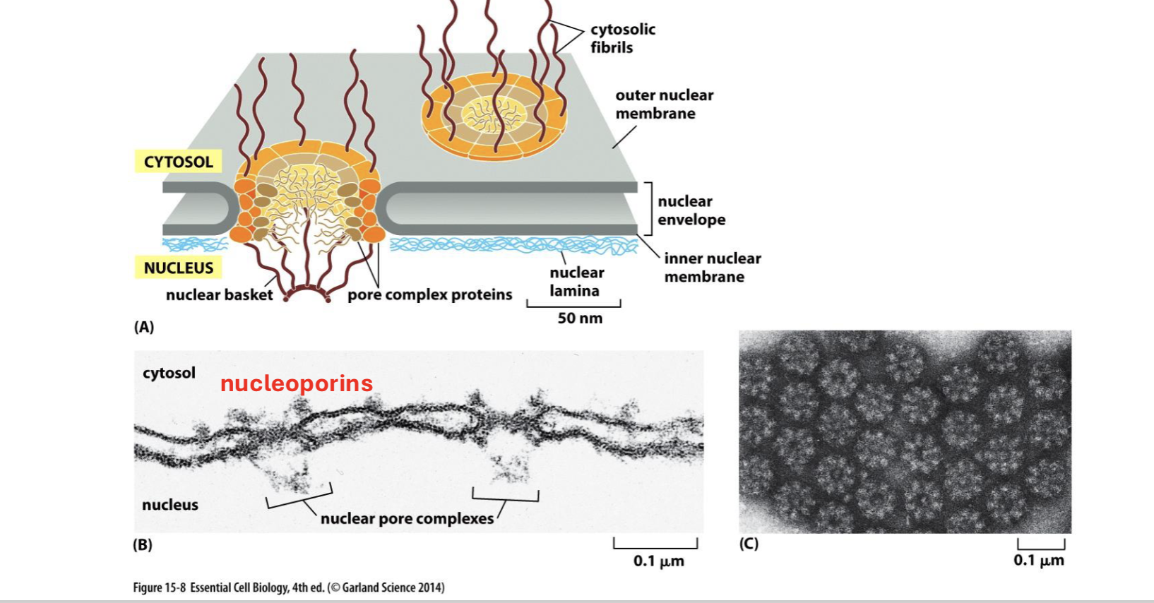 <p>nuclear pore complex</p>