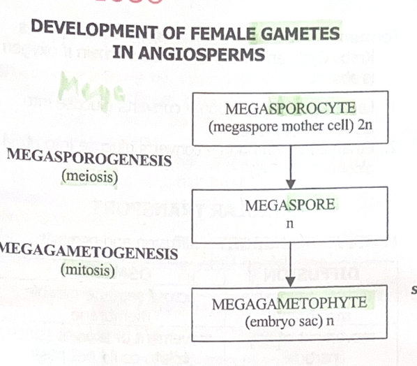 <p>1. Megasporocyte (megaspore mother cell) 2n</p><p>→ Megasporogenesis (meiosis) →</p><p>2. Megaspore n</p><p>→ Megagametogenesis (mitosis) →</p><p>3. Megagametophyte (embryo sac) n</p><p></p>