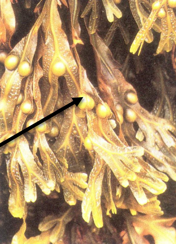 <p>What are these balls on the thalli of brown algae? (picture shows a brown algae of the genus Fucus (rockweed))</p>