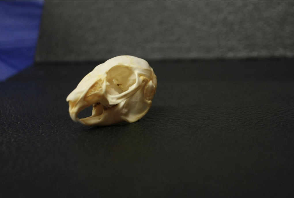 <p>Identify this skull</p>