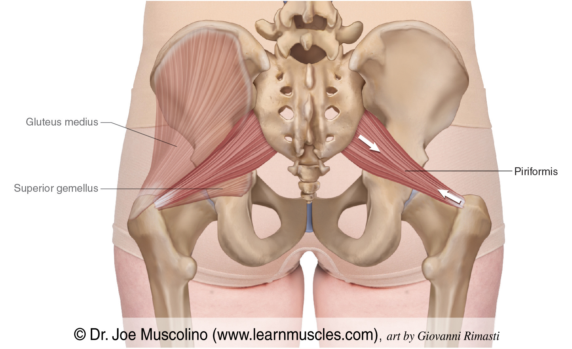 <ul><li><p>a muscle of the gluteal region that lies deep to glute max</p></li><li><p>belongs to the short external rotators of the hip</p></li><li><p>spans between the sacrum and the greater trochanter of the femur, stabilizing the hip joint and moving the thigh</p></li></ul><p></p><p>origin → anterior surface of the sacrum (between S2 &amp; S4), gluteal surface of ilium (near posterior inferior iliac spine), sacrotuberous ligament</p><p>insertion → apex of greater trochanter of the femur</p><p>action → external rotation and abduction of the thigh at the hip joint; stabilizes head of femur in acetabulum</p><p>innervation → nerve to piriformis (S1-S2) </p><p>blood supply → superior gluteal artery, inferior gluteal artery, gemellar branches of internal pudendal artery</p><p></p><p>mnemonic:</p><p><span>Structures passing through the greater sciatic foramen inferior to piriformis muscle:&nbsp;</span><strong>PIN&nbsp;</strong><span>&amp;&nbsp;</span><strong>PINS</strong><br><span>(standing for:&nbsp;</span><strong>P</strong><span>osterior cutaneous nerve of thigh, </span><strong>I</strong><span>nferior gluteal vessels and nerves, </span><strong>N</strong><span>erve to quadratus femoris, </span><strong>P</strong><span>udendal nerve,&nbsp;</span><strong>I</strong><span>nternal pudendal vessels, </span><strong>N</strong><span>erve to obturator internus, </span><strong>S</strong><span>ciatic nerve)</span></p>