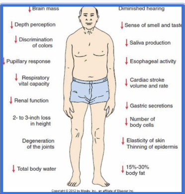 <p><span style="background-color: transparent;">As infants develop, their vital sign ranges change, their anatomy changes, and their response to injury changes. Older patients will begin to show signs of changing and failing body systems and their musculoskeletal anatomy may change shape and become less flexible. Medications that older patients may be on can change their response to injury.</span><br><span style="background-color: transparent;">Body systems continue to develop and mature in the young.</span></p><p><strong><br></strong></p><ul><li><p><span style="background-color: transparent;">Aging body systems show signs of dysfunction.</span></p></li></ul><p><strong><br></strong></p><ul><li><p><span style="background-color: transparent;">There are anatomical differences.</span></p></li></ul><p></p>