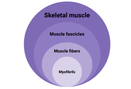 <ul><li><p><strong>Skeletal Muscle</strong></p></li><li><p><strong>Muscle Fascicles</strong></p></li><li><p><strong>Muscle Fibers</strong></p></li><li><p><strong>Myofibrils</strong></p></li></ul><p></p>