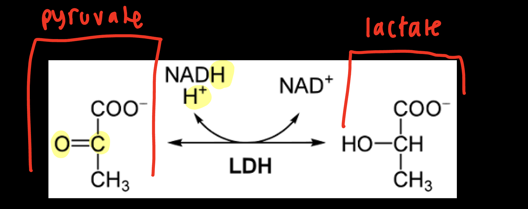 <p>Purpose: Regenerate NAD+ for the GADPH rxn in the cytosol</p><ul><li><p>This process lowers the pH of your muscles, causing aches</p></li><li><p><strong>lactase dehydrogenase (LDH) catalyzes this rxn</strong></p></li></ul><p>Process explained:</p><ol><li><p>H from NADH attacks the C from the C=O in pyruvate</p></li><li><p>The H+ is taken by the oxygen from C=O in pyruvate</p></li><li><p>Lactate is formed</p></li></ol><p>Formula: pyruvate + NADH+ H^+ ⇌ lactate + NAD^(+)</p>