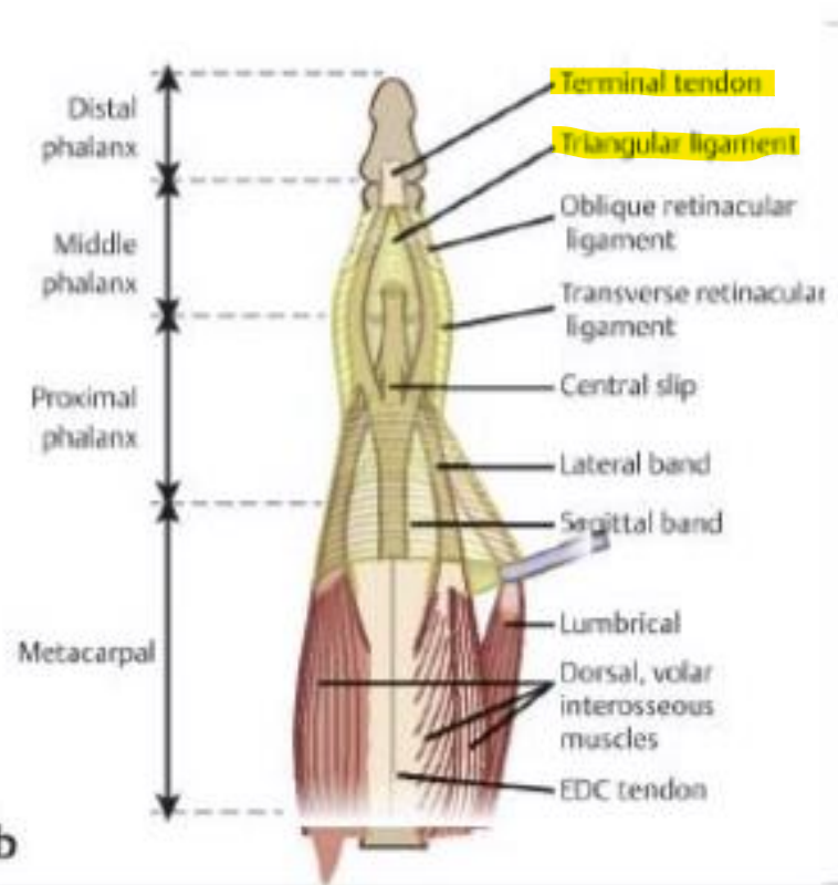 <p>What structures are responsible for<strong> DIP extension?</strong></p>