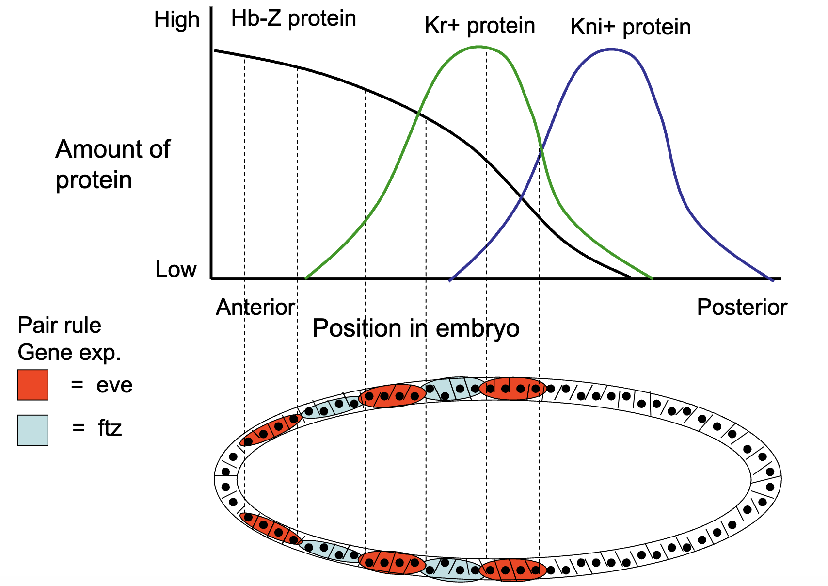 <ul><li><p>pair rule genes are activated by a combination of the gap gene morphogens</p></li><li><p>in gap gene mutants, the pair rule genes are not expressed correctly, some of the stripes of expression do not form</p><ul><li><p>if gap gene loses function → all striped of pair-rule genes are not transcribed</p></li></ul></li><li><p>Figure: e.g. in Hb-Z LOF mutants</p></li></ul><p></p>