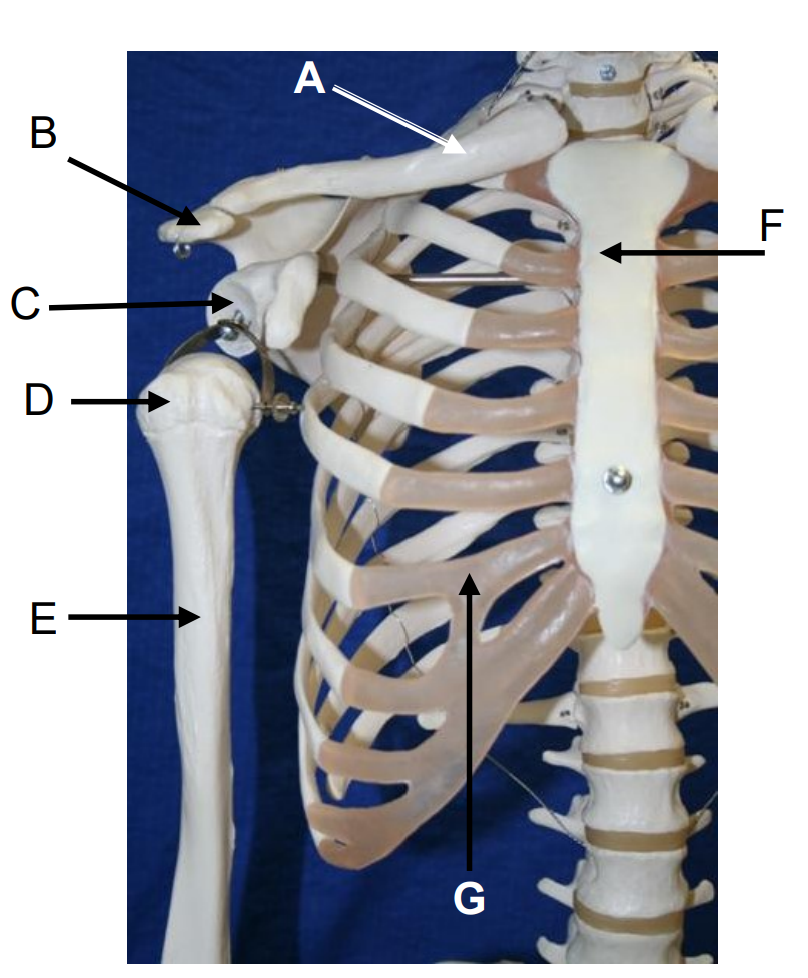 <p>What structure is at letter G?</p>