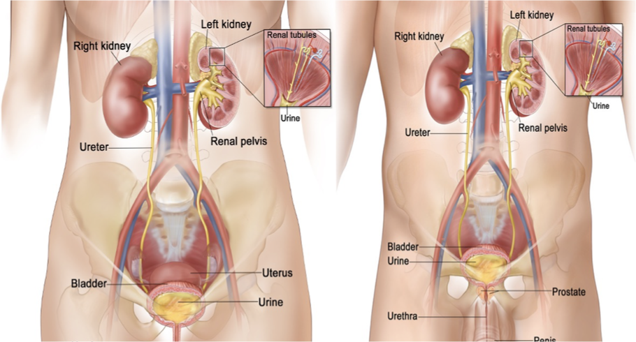 <p>What does this refer to</p><ul><li><p>Empty adult bladder lies almost entirely in the minor pelvis</p><ul><li><p>Almost completely protected by the pelvic bones</p></li></ul></li><li><p>As the bladder fills with urine – bladder more susceptible to injury</p><ul><li><p>Fundus distends</p></li><li><p>Dome of the bladder rises out of the true pelvis into the abdominal</p><ul><li><p>May reach level of the umbilicus</p></li></ul></li></ul></li><li><p>Bladder rupture</p><ul><li><p>Above peritoneal reflection extravasation of urine into the intraperitoneal space</p></li><li><p>Below the peritoneal reflection result in extraperitoneal extravasation</p></li></ul></li></ul><p></p>