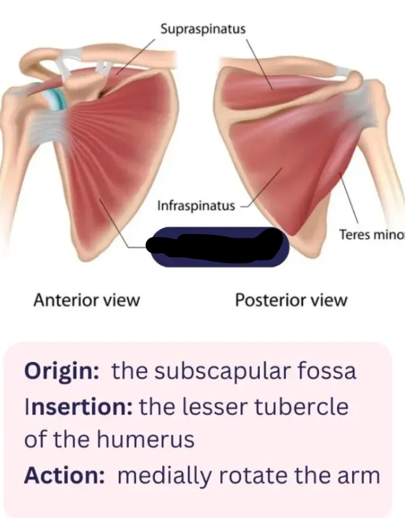 <p>O: scapula (subscapular fossa)</p><p>I: humerus (intertubercular sulcus)</p><p>A: medial rotation at the shoulder</p>