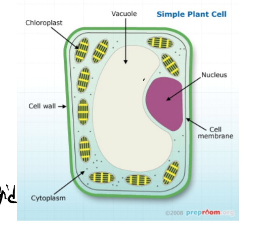 <p>What are the four important features of a plant cell?</p>