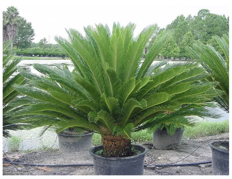 <p>What is the common name of this plant? </p>