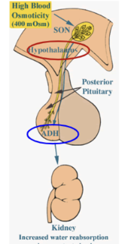 <p>Peptide hormone (fast acting). Osmoreceptors in hypothalamus (supraocular nucleus) sense increase in plasma osmolarity and begin production. Then secreted by posterior pituitary, after which it travels down to collecting duct cells. </p>