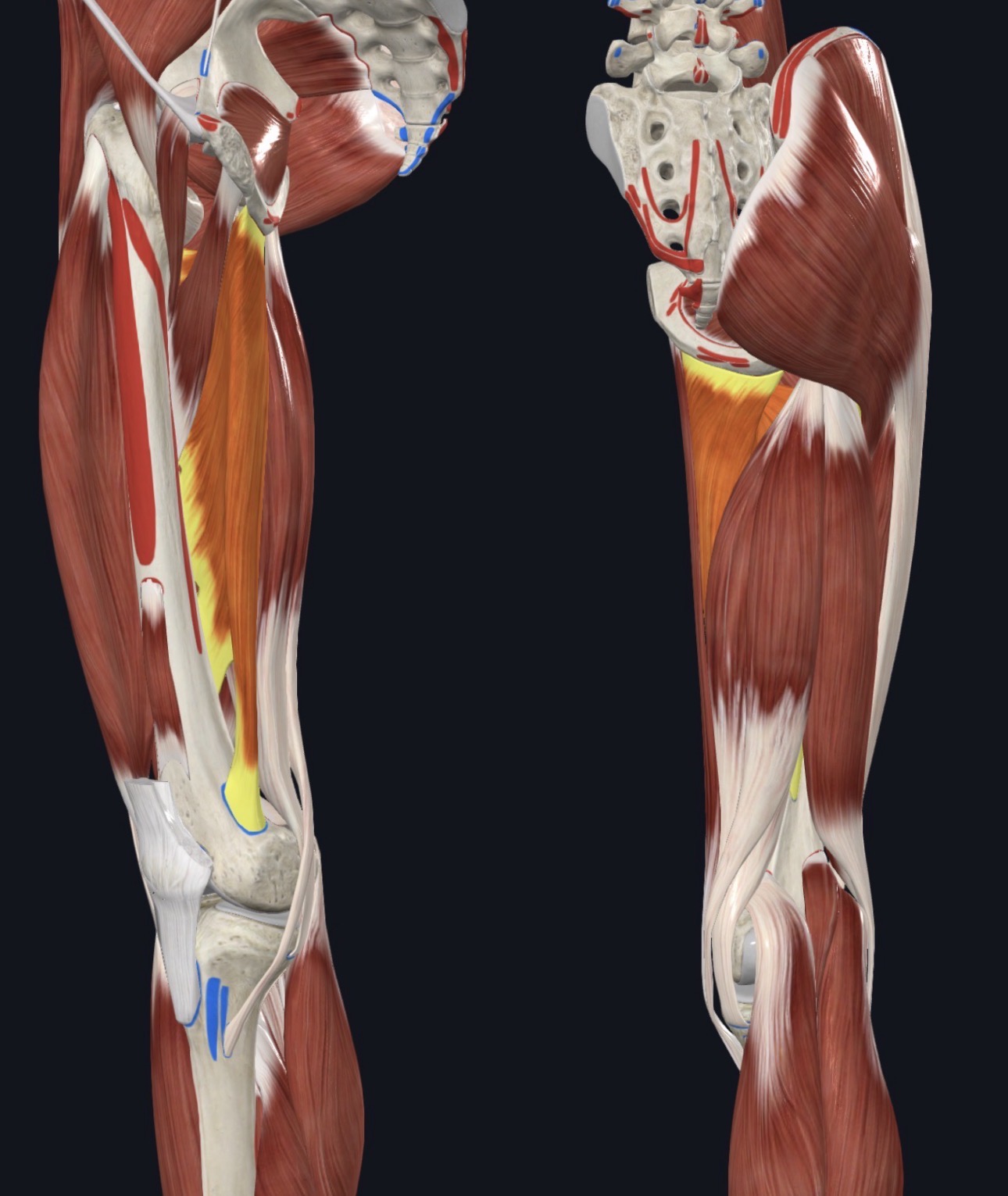 <p>Medial Thigh </p>