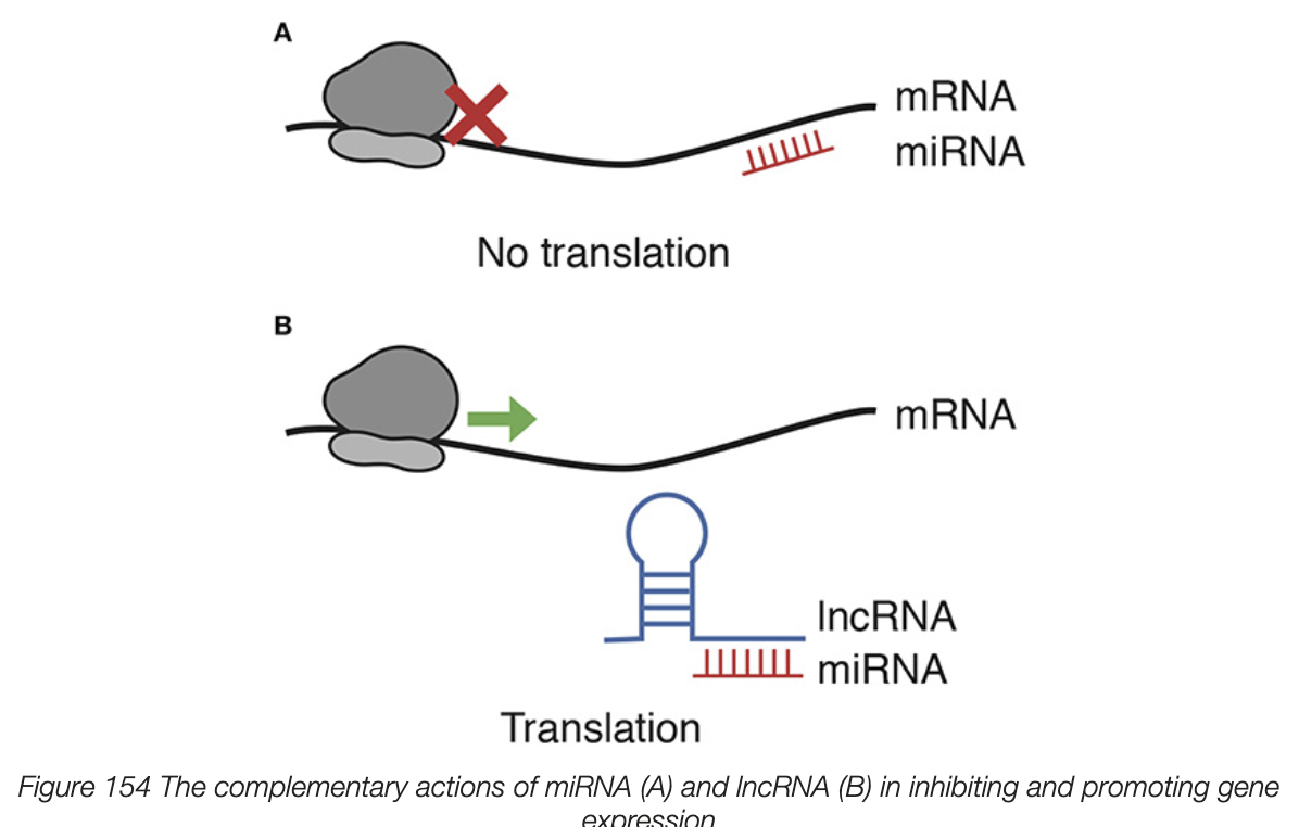 <ul><li><p>have many functions that control gene expression </p></li><li><p>longer than miRNA and siRNA, approx. 200 nucleotides</p></li><li><p>bind to specific miRNA molecule in a complementary fashion </p></li><li><p>as lncRNA binds to miRNA and not mRNA, miRNA cant bind to mRNA and prevent translation </p></li><li><p>lncRNA promotes gene expression by inhibiting specific miRNA </p></li></ul><p></p>