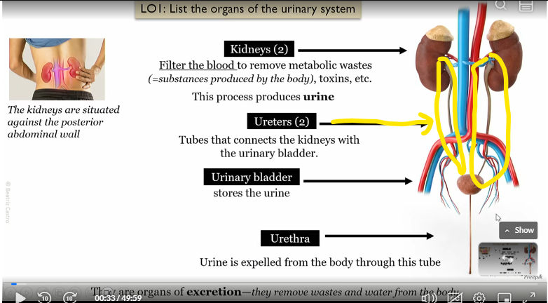 <p>Tubes that connect kidneys to bladder</p>