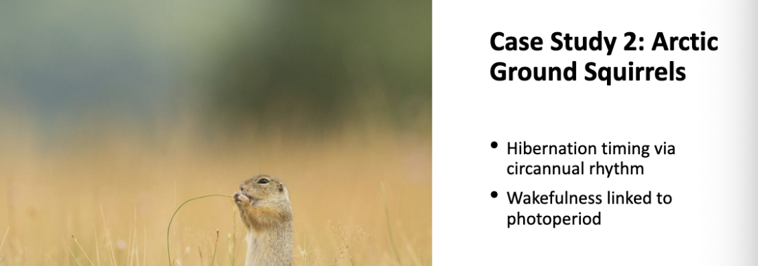 <p>case study info flip for more </p>