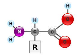 <p>Proteins monomer</p>