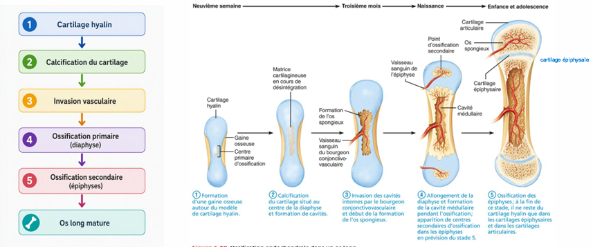 <p>ossification à partir du cartilage hyalin</p>
