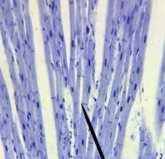 <p>what tissue is being shown in the slide?</p>