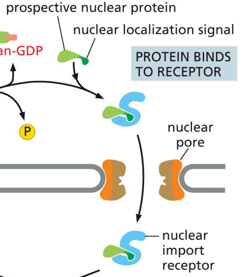 <p>Cargo translocates through nuclear pore</p><ul><li><p>importin interacts with FG-Nups</p></li></ul><p></p>