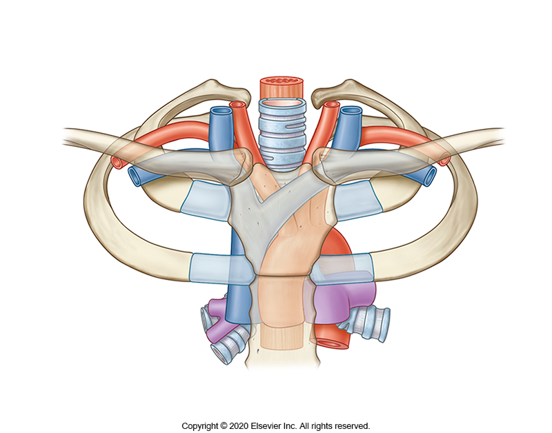 <p><span>Note the articulation of the ribs at the sternal angle. With which vertebral level is this associated?</span></p>