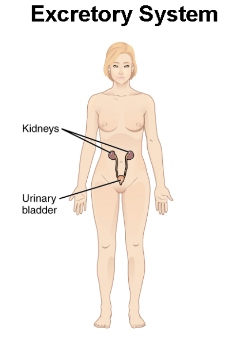 <p>Removes liquid waste<span> and nitrogen containing wastes. Maintain water balance in the body. </span>Main organs: Kidney and bladder</p>
