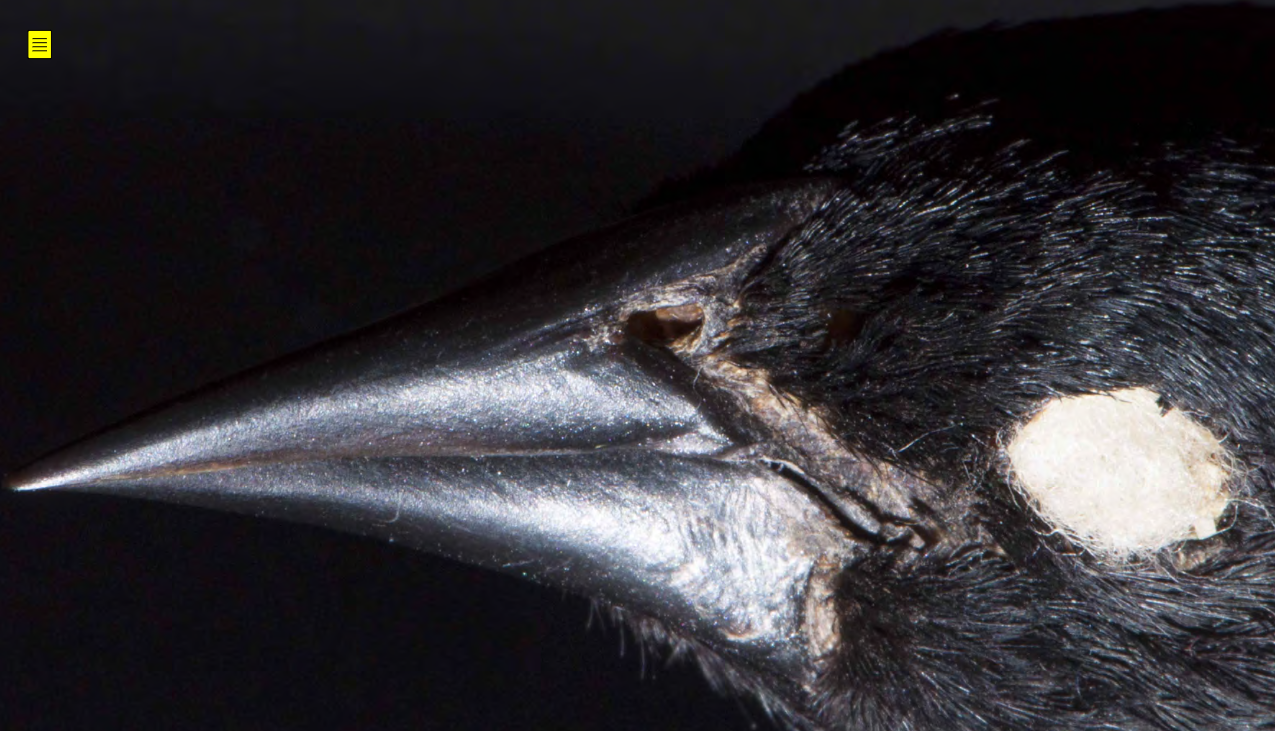 <p>Icteridae (blackbirds, orioles)</p>