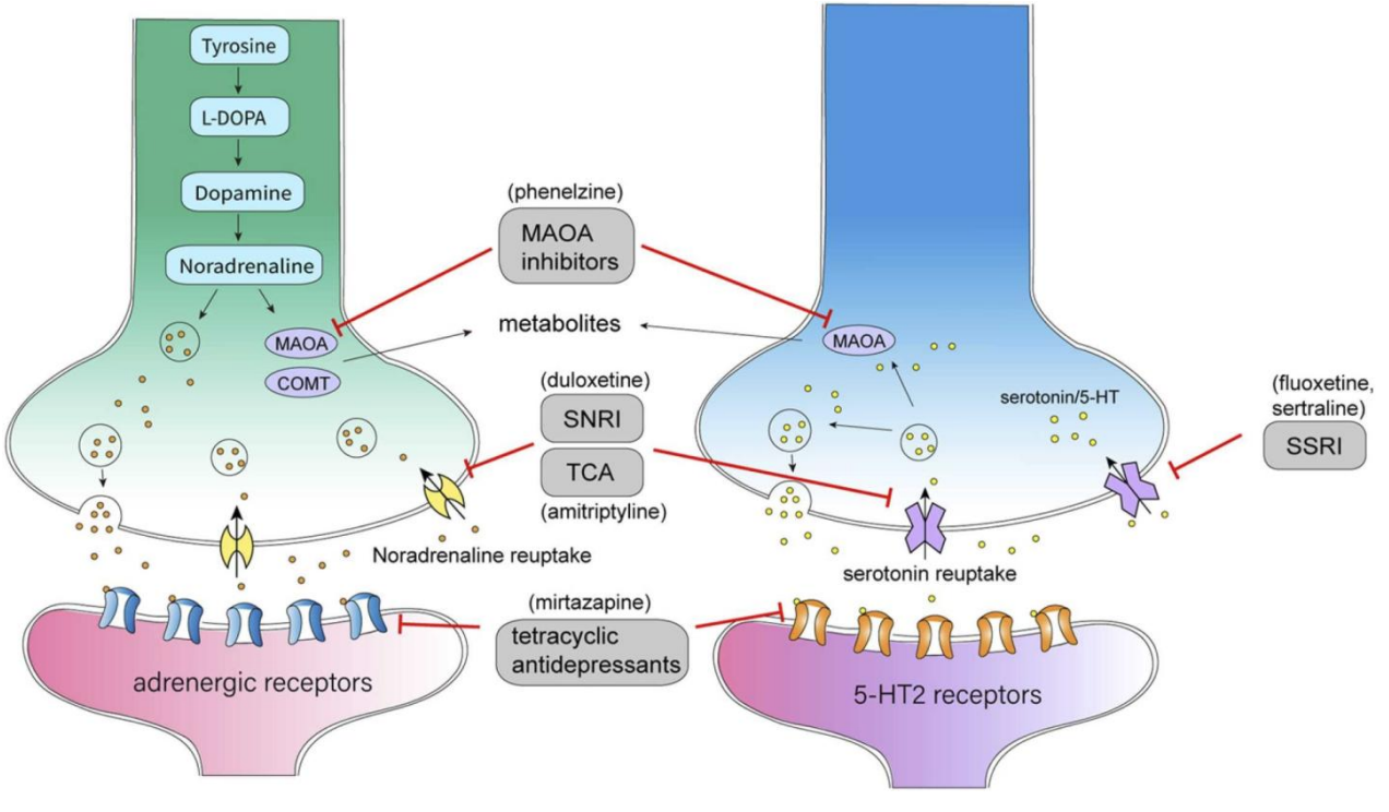 <ul><li><p>Surprising effect: some re-uptake of 5-HT by DAT, co-release of 5-HT with DA (not routine)</p></li></ul><div data-type="horizontalRule"><hr></div><ul><li><p></p></li></ul><p></p>