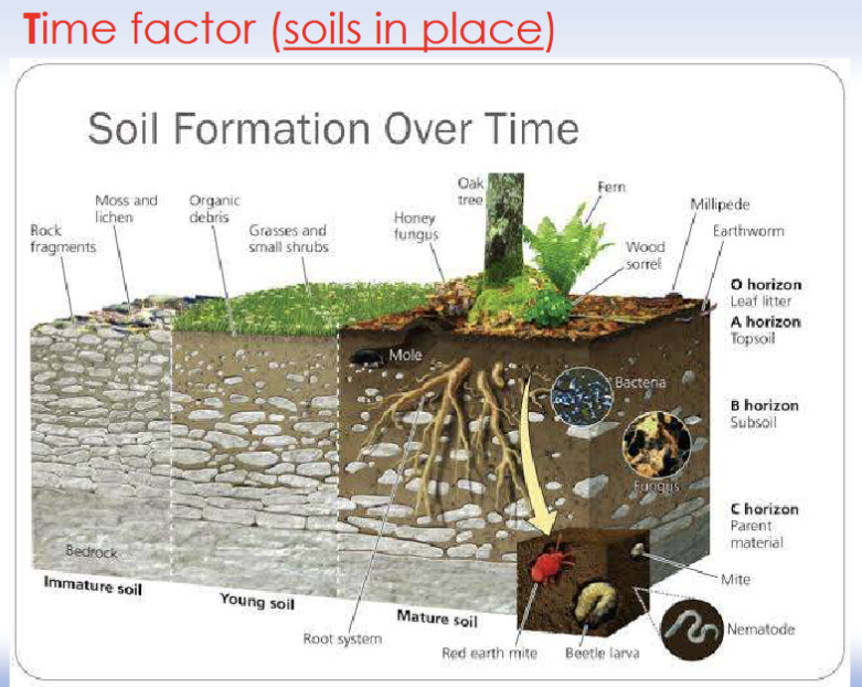 <ul><li><p>In fact, one centimeter of topsoil can take several hundred years or more to develop.</p></li><li><p>Soil formation rates vary across the planet:</p></li><li><p>The slowest rates occur in cold, dry regions (it can take more than 1,000 years to produce 1 cm)</p></li><li><p>The fastest rates are in hot, wet regions (still very slow: several hundred years for 1 cm).</p></li></ul><p></p>