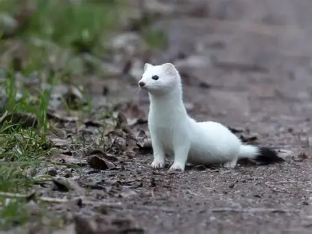 <p>What Mammal is this?</p>