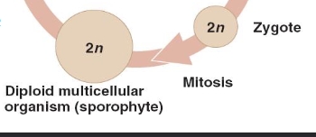 <p>3rd Step of Alternation of Generations</p>