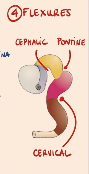 <p>Flexures are curvatures in the anterior part of the neural tube:</p><ol><li><p>Sagittal flexure.</p></li><li><p>Cephalic flexure.</p></li><li><p>Pontine flexure (between the mesencephalon and rhombencephalon derivatives).</p></li><li><p>Cervical flexure.</p></li></ol><p></p>