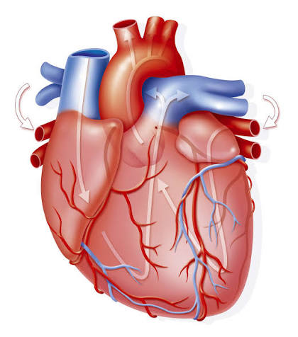 <p>el corazón</p>