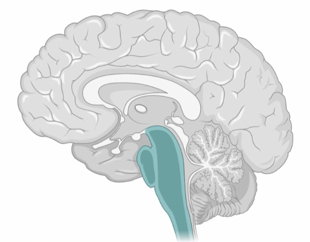 <p>Involved in the control of automatic functions (heart rate and signal relay), between cerebral cortex and spinal cord </p><p>Main Components: midbrain, pons, medulla oblongata, reticular formations </p>