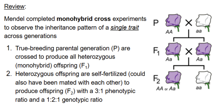 <p>Overview of Monohybrid cross </p>