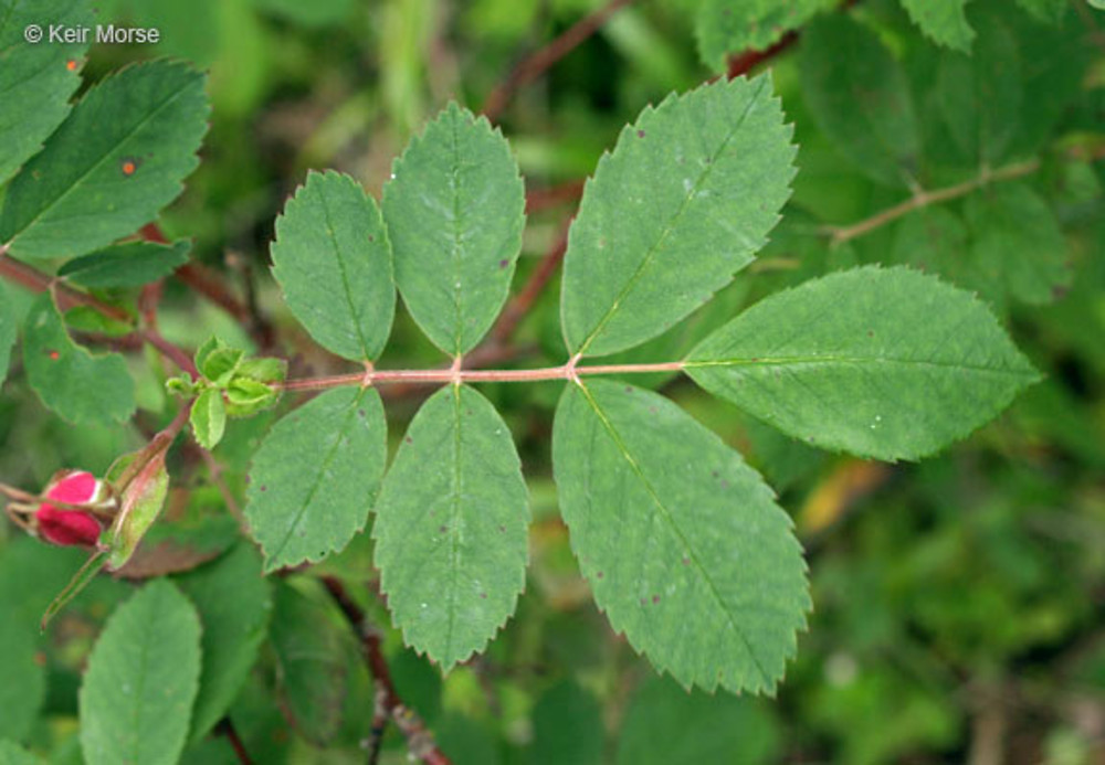 <p>Wild rose (Kenukatia mins)</p>