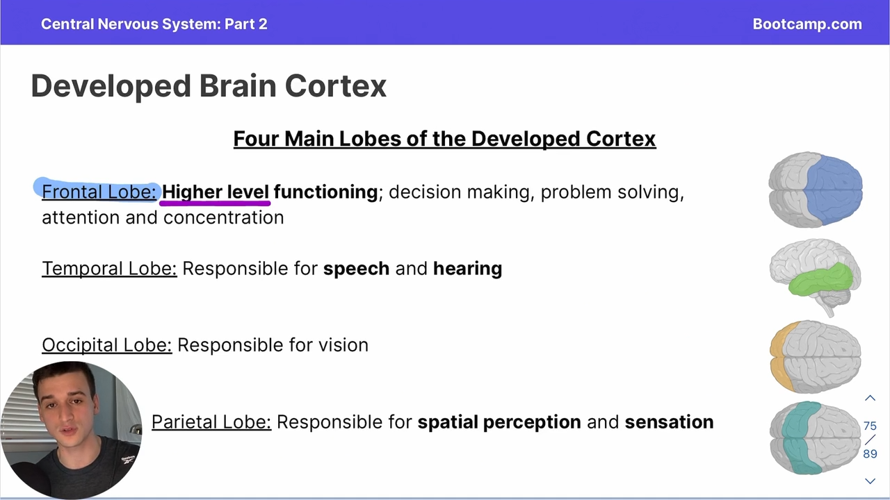 <p>responsible for spatial perception and sensation</p>