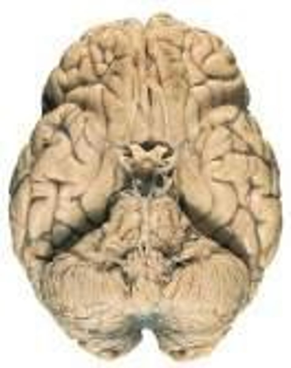 <p>It insulates axons to speed up neural transmission.</p>
