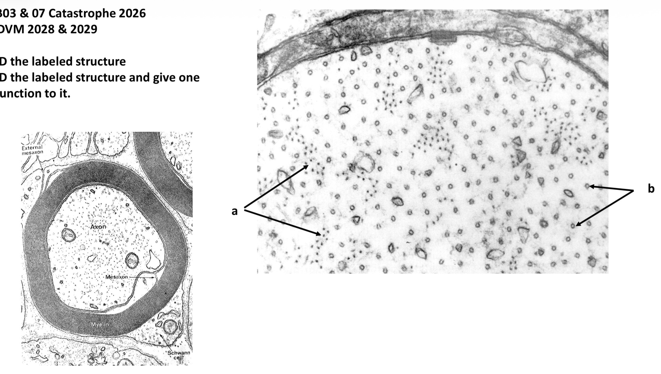 <p>A. ID the labeled structure </p><p>B. ID the labeled structure and give one function to it </p>