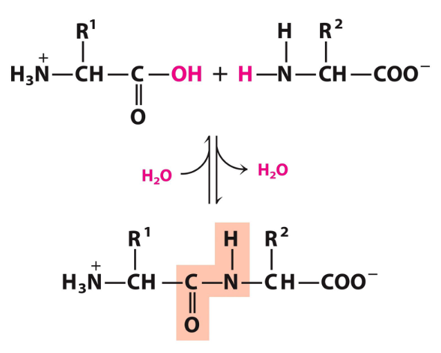 <p>Condesation reaction (removal of water)</p>