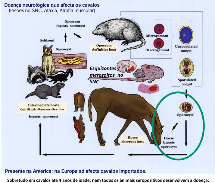 <p><span style="color: rgb(209, 27, 136);"><em>Sarcocystis neurona </em></span></p><ul><li><p>O equino, infecta-se acidentalmente ao ingerir fezes de gambá (hospedeiro definitivo) contaminadas com <strong>esporocistos </strong>se <span style="color: rgb(221, 20, 159);"><em>S. neurona. </em></span>Os parasitas ingeridos migram do trato intestinal para a corrente sanguínea atingindo o sistema nervoso central - <span style="color: red;">incoordenação motora e fraqueza muscular </span></p></li></ul><p></p>