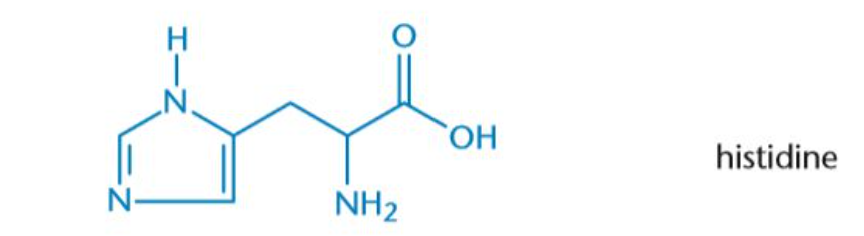 <p>His, H</p><p>Positive Charged(protonated) & neutral(unprotonaated)</p>