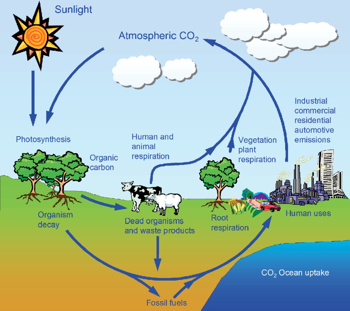 <p>Nutrient cycle </p>