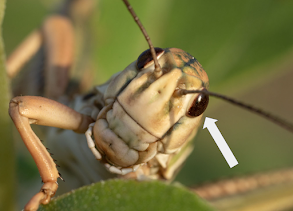 <p><span>Which of the following is the most correct statement about the structure indicated by the arrow? </span><br></p>