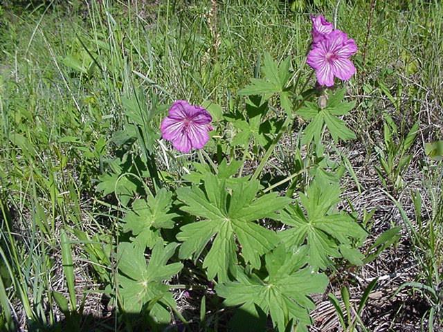 <p>5 sepals +petals</p>