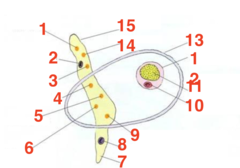 <p>What structure is 9?</p>