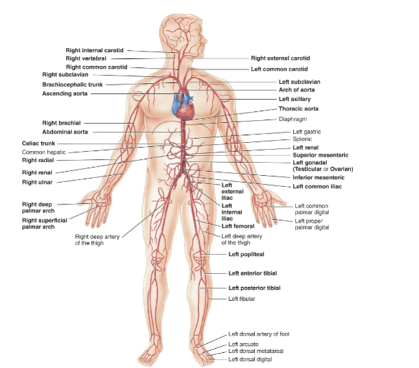 <p>Major systemic arteries</p>