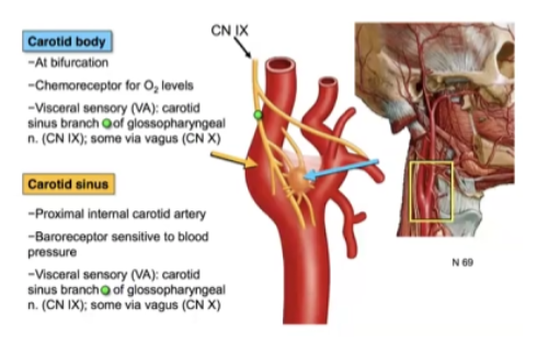 <p>a small cluster of specialized chemoreceptor cells located at the fork (bifurcation) of the common carotid artery in the neck. Its primary function is to continuously monitor arterial blood for oxygen levels, carbon dioxide levels, and pH</p>